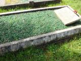 image of grave number 292411